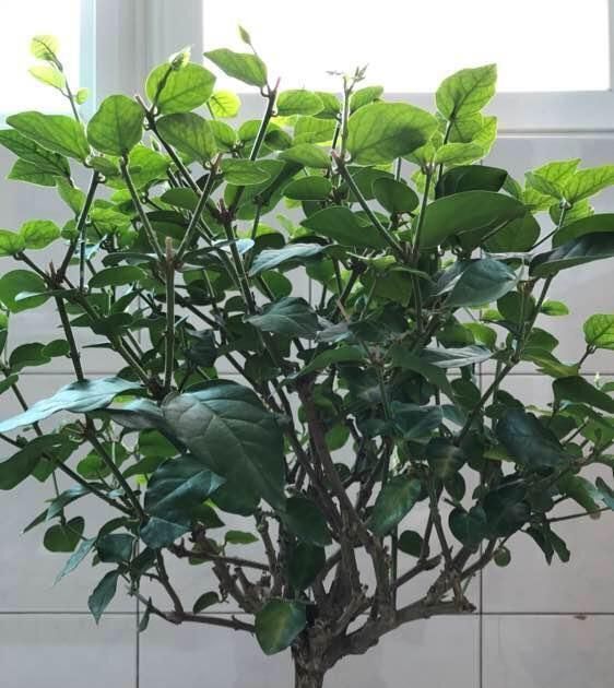 花多叶绿开满枝|茉莉花盆里放一点“料”,一月后,花苞嫩叶直冒,花多叶绿开满枝