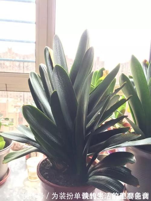 养花|营养土还在买?3种东西混一混,变成万能花土,养啥旺啥!