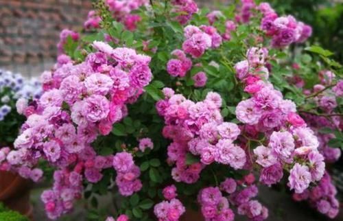 沉醉|4种花自带财运,好养易活不招虫,看了就让人沉醉,助睡眠又招财