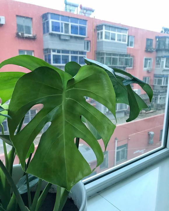 橡皮树|客厅标配5种绿植,摆在家里上档次,记住了,“多喷少浇”