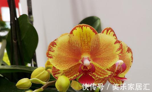 花样年华|10大蝴蝶兰品种，你喜欢哪一个