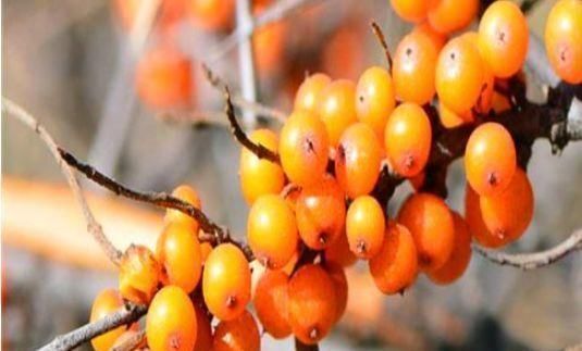 女人|女人不愿长满皱纹,多吃此3种食物,美容养颜,更显年轻