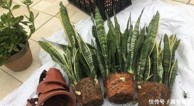 多菌灵|春天给花换盆,“6个坑”不能踩,别心存侥幸,否则换一盆死一盆