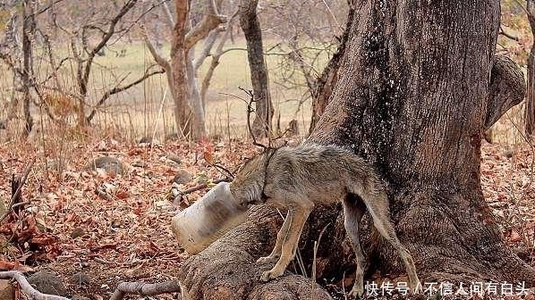 凑近|小伙野外发现“无头”生物，好奇凑近一瞧，顿时扎心了