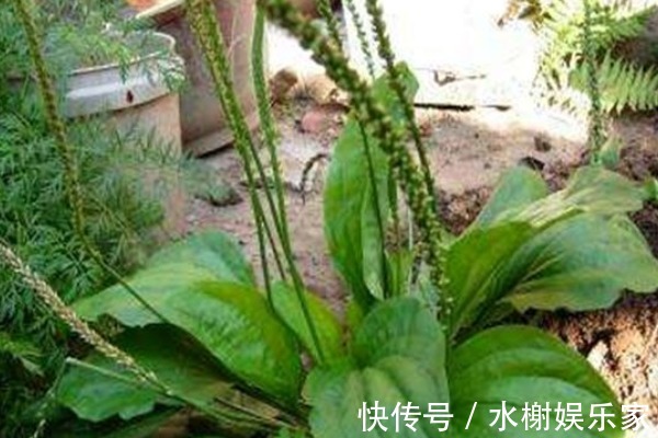 口腔疾病|一味车前草，养生大功效，用车前草泡水喝，4大作用你了解多少