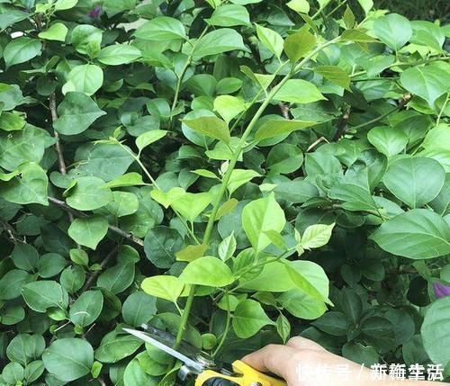 羊粪肥|三角梅最好养,只需每月倒点“它”,还“剪几刀”,轻松开爆盆!