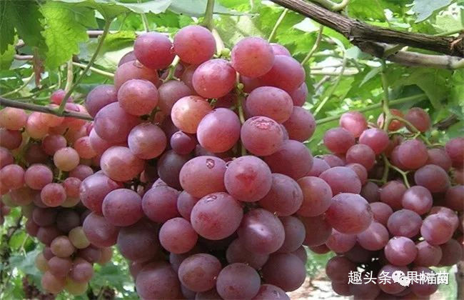 乒乓葡萄和巨峰葡萄