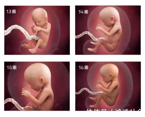 卵子|组图告诉你,怀孕1周到40周胎儿是怎么长大的,感叹生命的神奇