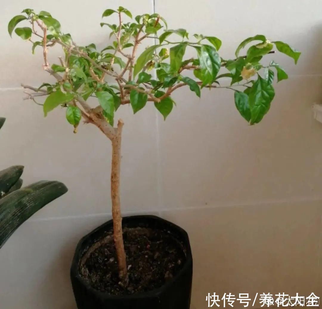 飘香藤|晒不死、热不死的花，越晒花越多，越热长越快