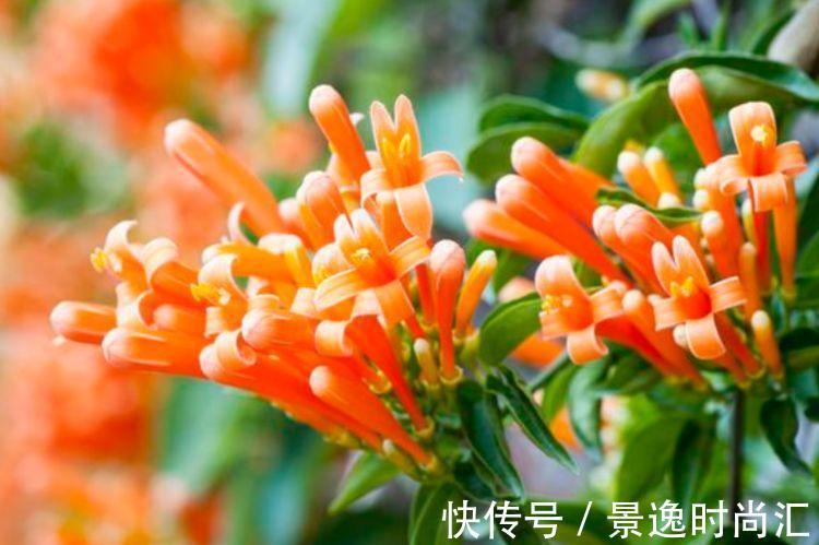 几款艳丽的花卉,漂亮又好闻,全年开花不断,美观大气