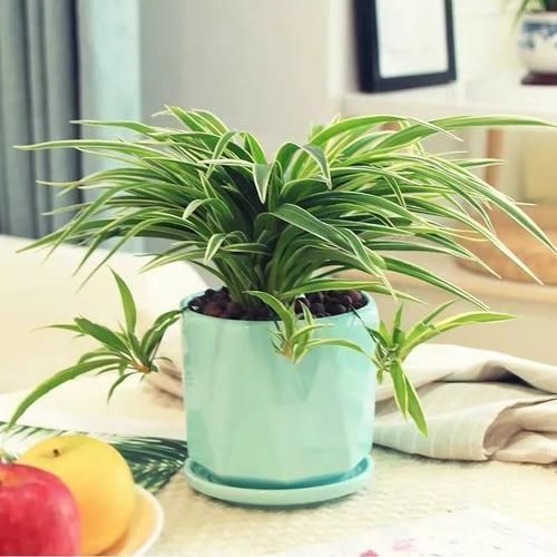 想让家里“病菌”少,就养五种植物,漂亮又好养!