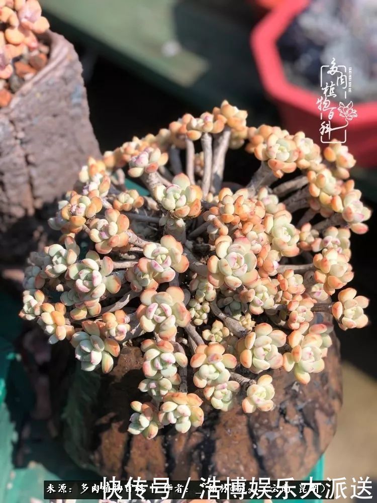 挂区|因为多肉，背井离乡来到开挂区，多肉变好看，小伙变大叔！