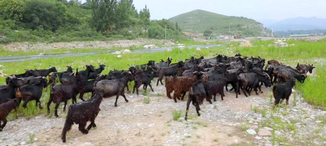 非物质文化遗产|伏羊节来啦，来吃“咩”？