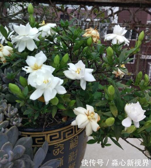 植株|栀子、茉莉不开花这么一处理,花苞“嗖嗖冒”,花朵洁白、芳香