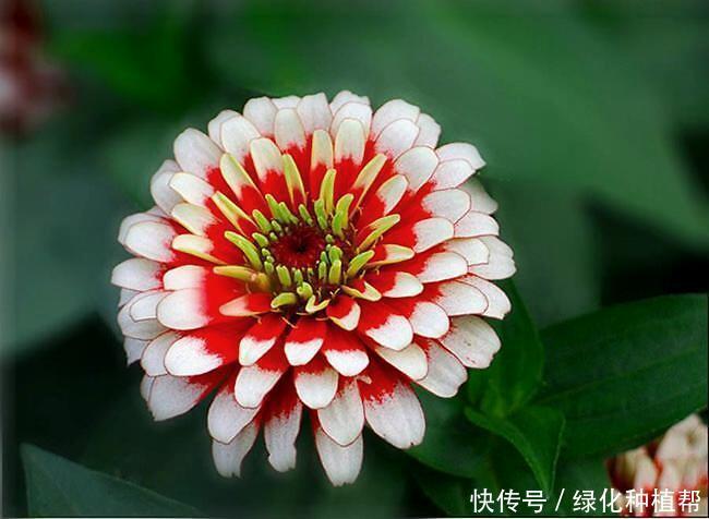 百日草代表“步步高升”,开花时间可达100天,生命力顽强