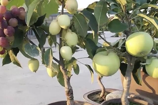 2种果树好养，摆家里当“盆栽”，结出“8斤果”，想吃即摘，方便