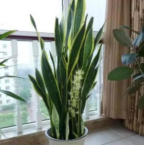 发财树|3种花最适合养客厅，叶片油绿、空气清新，自带财气，特别好