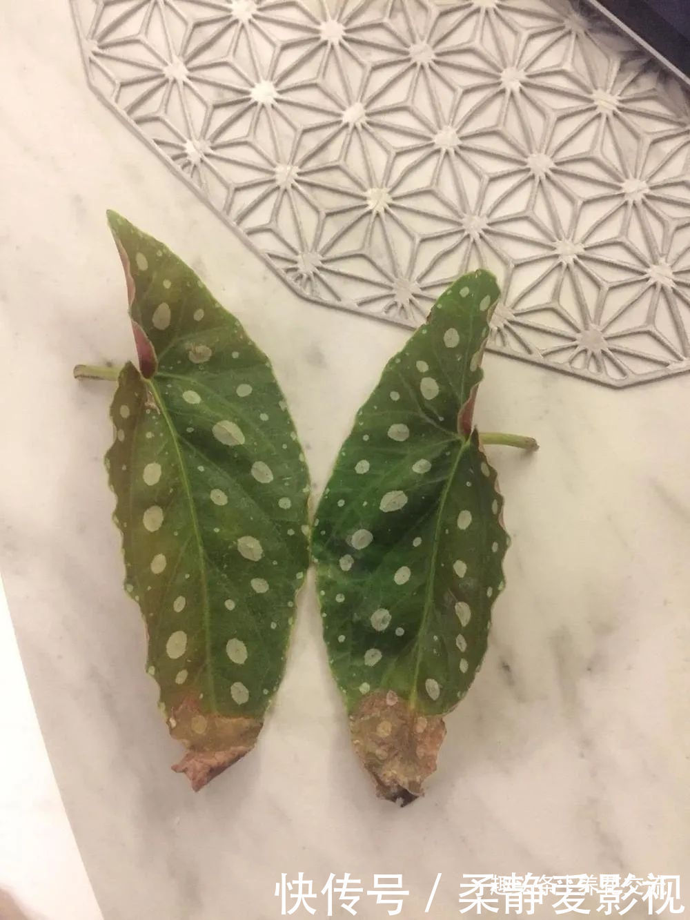 秋海棠盆栽养护问题解答,病虫害防护,不开花和新芽脱落解决方案