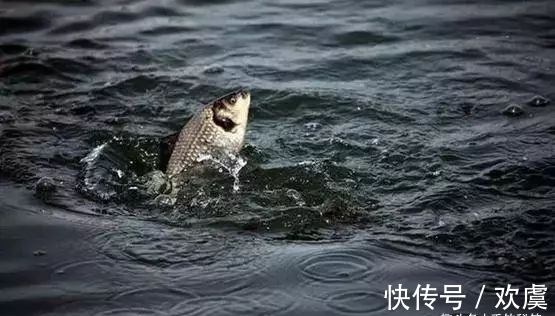 鱼儿|冬钓鲫鱼“七不宜”,看懂了对冬季钓鱼大有好处!