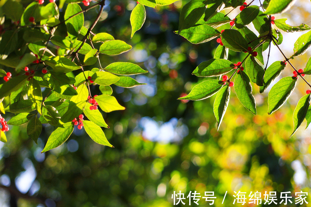 野果|有种野果名字生僻功效多,城里人都爱吃,种植的人说技术简单