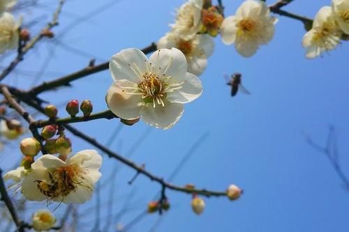 广州一公园“不简单”，梅开二度洁白如雪，门票免费距市区30公里