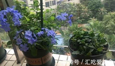 绣球|4种花,再漂亮也不能买,开不几天花,很容就挂了