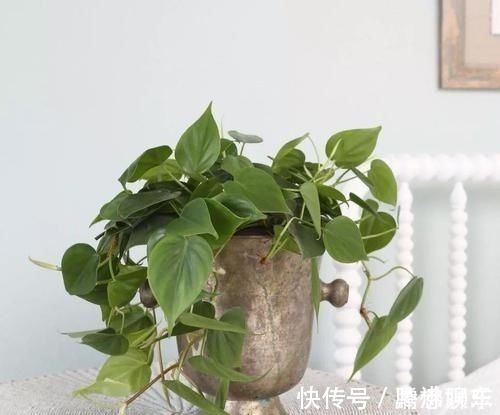 室内|17种适合生长在弱光处的室内植物,可以摆放在家里的任何角落