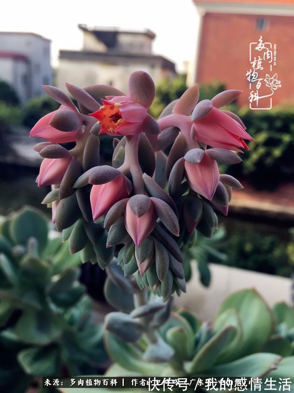 养多肉的路上患得患失，却依然如最初般热爱！