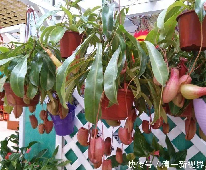 7种花插土里,立马长满院子,蚊虫不敢靠近!