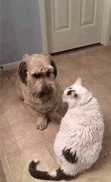 |搞笑GIF: 现在做生意太难了 今天有位客人要吃毛衣