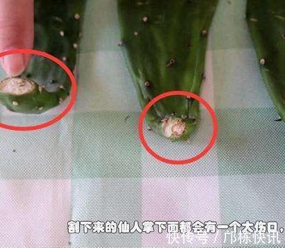 “千手观音”仙人掌,名不虚传,掐个侧芽,快速长出“千片掌”