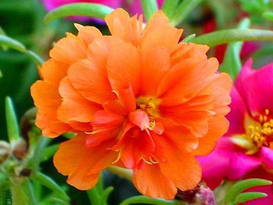 1种花,开似“小太阳”,轻易“晒不死”,新手、懒人也能养爆盆