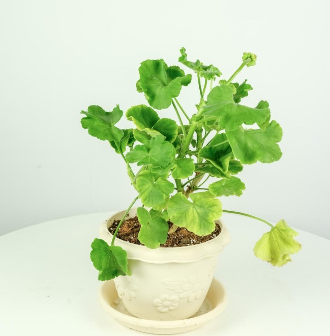 草莓度夏|3种花要休眠了,快别浇水了,再浇就死了!