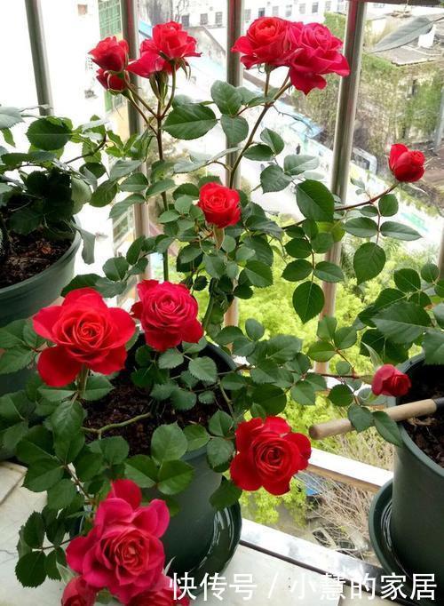 植株|5种微型月季,好养又好看,植株矮小花量大,是阳台盆栽佳品!