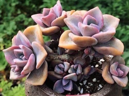 多肉彩虹糖，精致版的紫乐，容易上色喜欢群生，新手也可以放心养