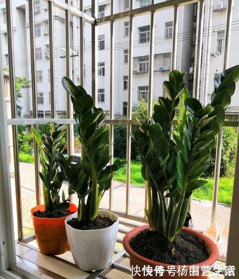 根系|金钱树“很特殊”,土豆茎上挤满芽,懒人才能养好它