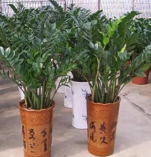 金钱树满盆了怎么办？