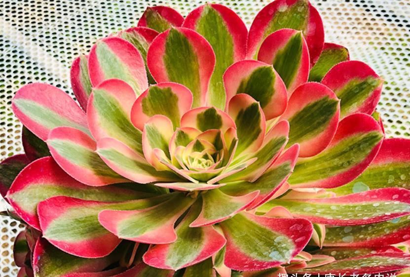 锦斑|粉女巫法师是粉色系多肉中的颜值大师,它是否唤起了你的少女心?