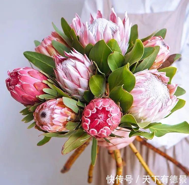 最气派的“霸王花”,家里养一盆,华丽又大气,富贵又吉祥