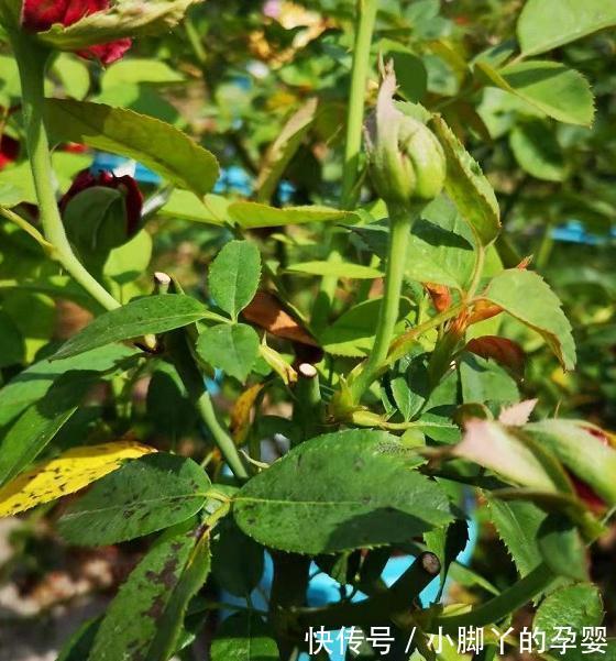 月季笋芽的分叉枝怎么修剪，三种方法，结果全然不同