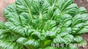 农民朋友|农村一种野菜像“莲花座”，农民称它植物维生素，能防治便秘