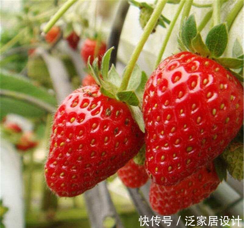 这种草莓,四季结果,营养价值高,适合盆栽,好吃又漂亮