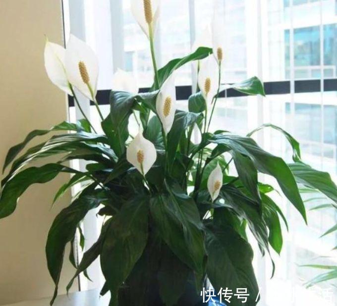 人养花,花也养人,4种花最适合养家里,好养不占地,烂漫迷人!