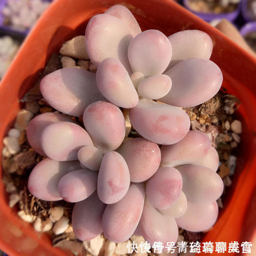 多肉桃蛋越长越丑从2个方面虐一虐，叶片肥嘟嘟，长成小老桩