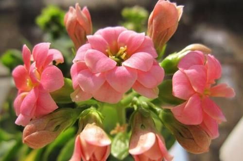 长寿花最爱喝一口“它”，喝一次花苞满枝头，美极了