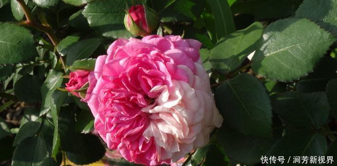 菊花|喜欢菊花,不如养盆“精品玫瑰”伯爵夫人,古典优雅,美不胜收!