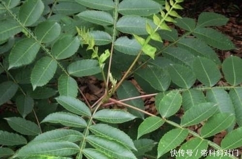 高度|山坡下的1种“盐肤木”,高度有2米,枝叶好看、奇特,分布范围广