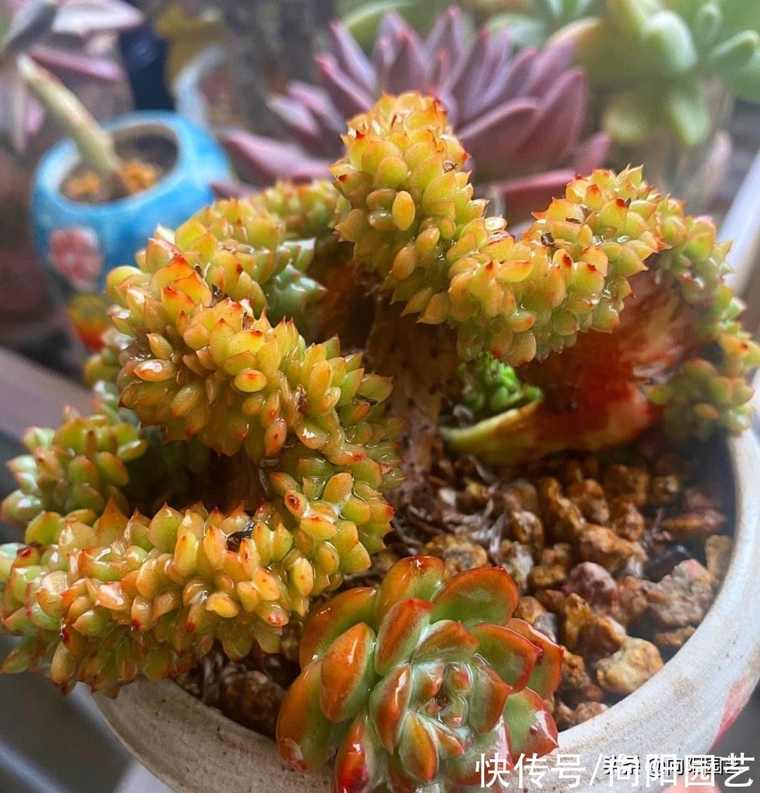 变异|3类多肉不要买,锦化,缀化,药锦,看起漂亮,死亡率很高