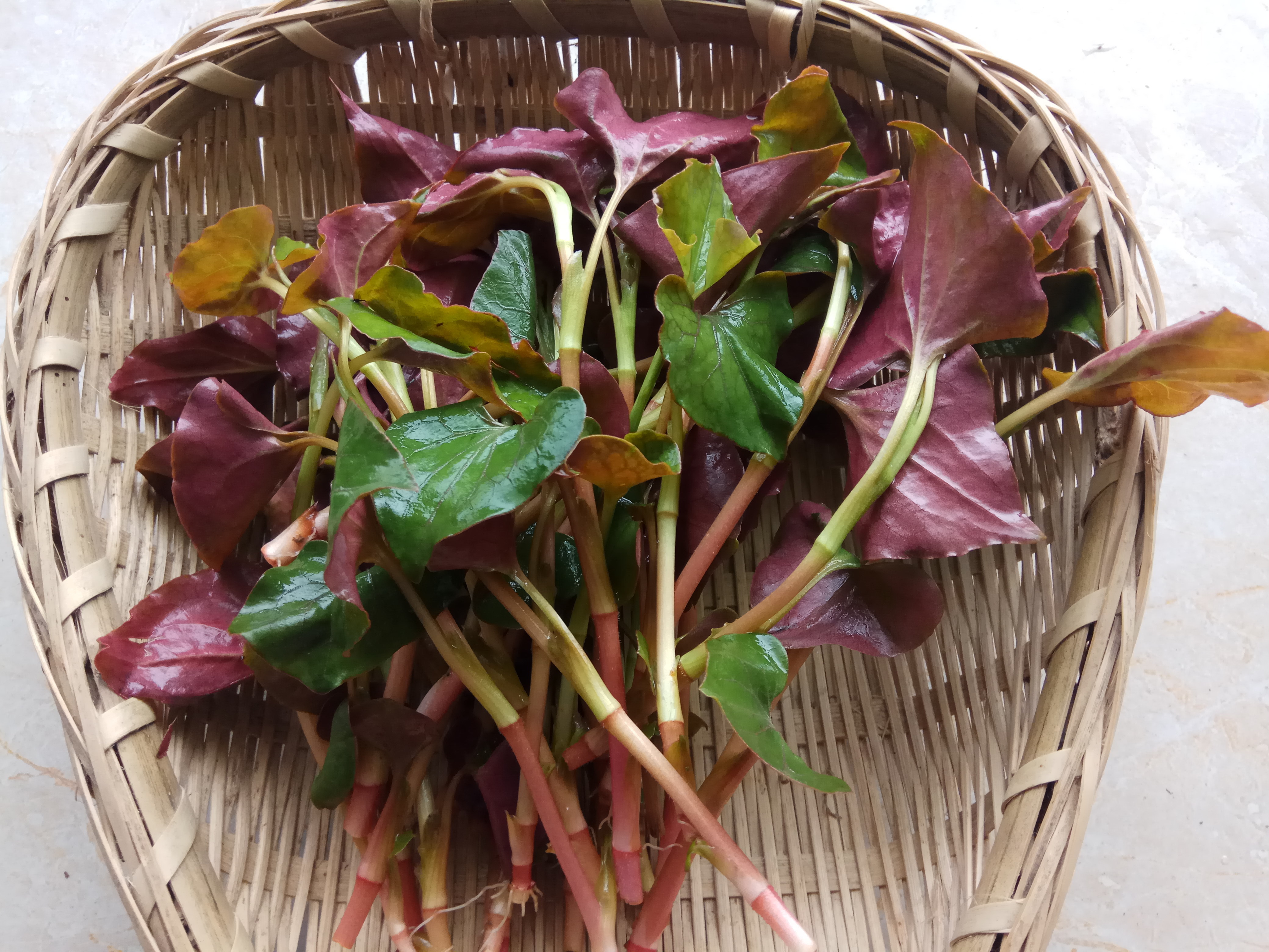 清热解毒|鱼腥草是“害人草”吗?吃鱼腥草对身体是好还是坏?看完你就懂了