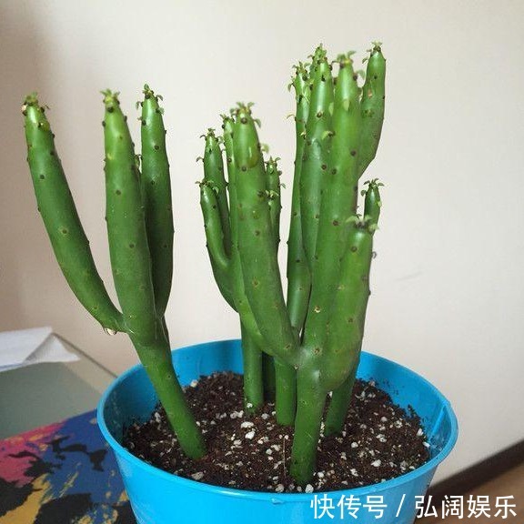 以下5种不需要浇水也能生长的花卉，养花再也不是难题